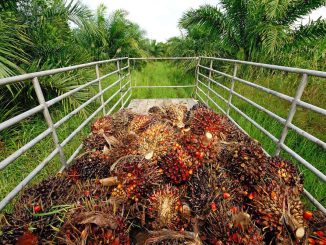 LKW-zur-Gewinnung-von-Palmöl