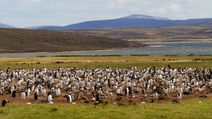 Pinguinkolonie Falkland Islands