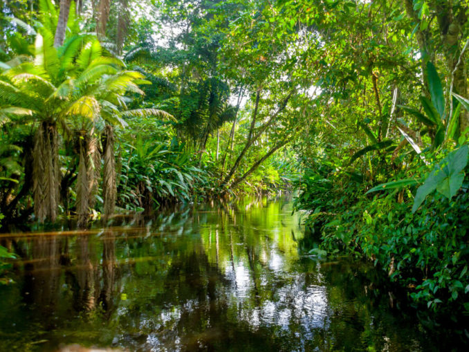 Regenwald im Amazonas-Gebiet