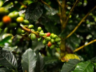 Detail einer Bio- Kaffeepflanze