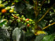 Detail einer Bio- Kaffeepflanze