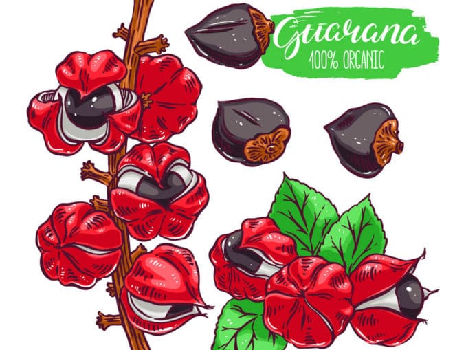 Guarana Grafik mit Frucht