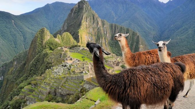 Lamas in den Anden in Machu Picchu