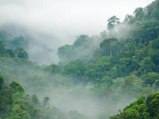 Amazonas Regenwald im Morgennebel