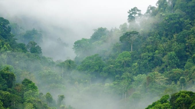 Amazonas Regenwald im Morgennebel