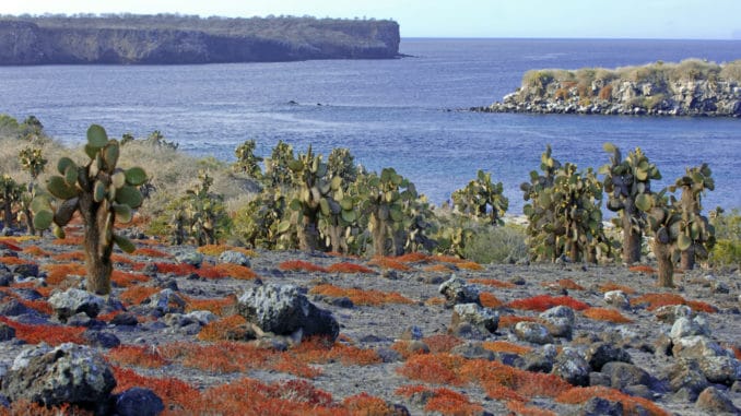 South Plaza Island - Galapagos